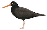 Black Oystercatcher Illustration