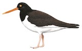 American Oystercatcher Illustration