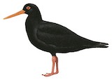 African Oystercatcher Illustration