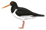 South Island Oystercatcher Illustration