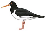 Eurasian Oystercatcher Illustration