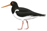 Pied Oystercatcher Illustration