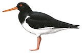 Chatham Oystercatcher Illustration