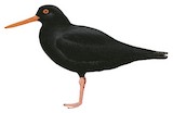 Variable Oystercatcher Illustration