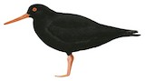 Sooty Oystercatcher Illustration