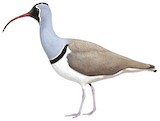 Ibisbill Illustration