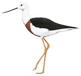 Banded Stilt Illustration