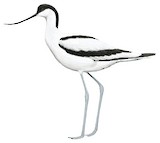 Pied Avocet Illustration