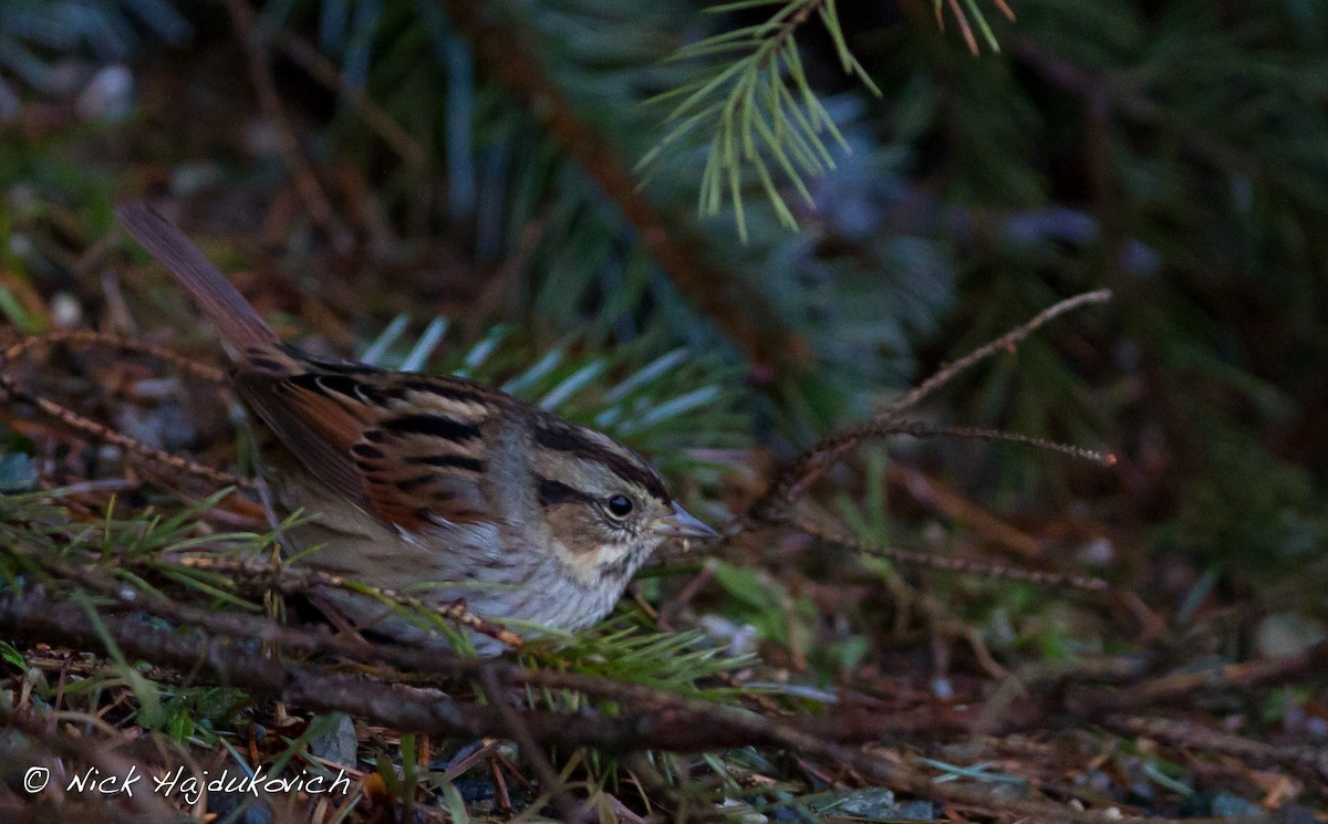 Swamp Sparrow - ML151494781