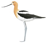 American Avocet Illustration