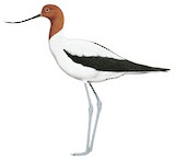 Red-necked Avocet Illustration