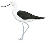 Andean Avocet Illustration