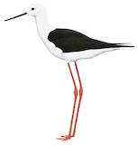 Black-winged Stilt Illustration