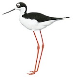 Black-necked Stilt Illustration