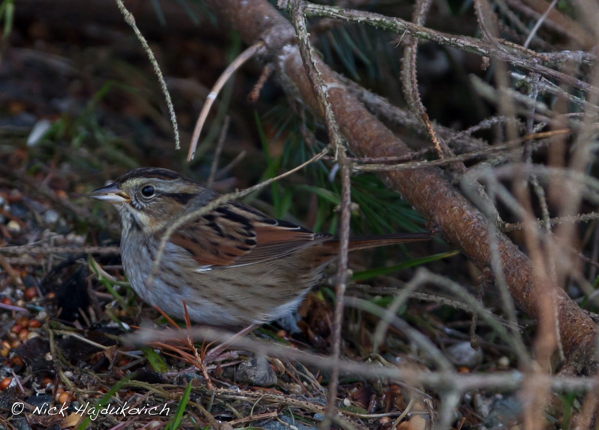 Swamp Sparrow - ML151495111