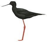 Black Stilt Illustration