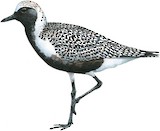 Grey Plover Illustration