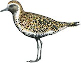 European Golden Plover Illustration