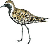 Pacific Golden Plover Illustration