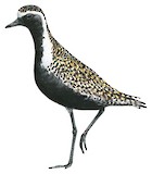 American Golden Plover Illustration