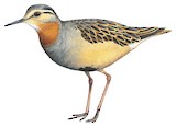 Tawny-throated Dotterel Illustration