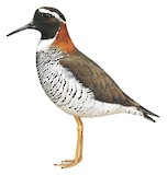 Diademed Sandpiper-Plover Illustration