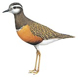 Eurasian Dotterel Illustration