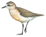 New Zealand Plover Illustration