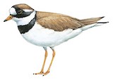 Common Ringed Plover Illustration