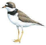 Semipalmated Plover Illustration