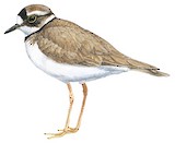 Long-billed Plover Illustration