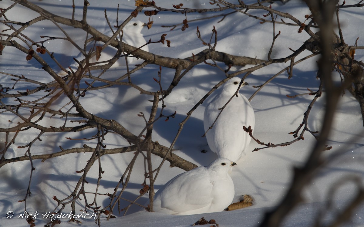 White-tailed Ptarmigan - Nick Hajdukovich