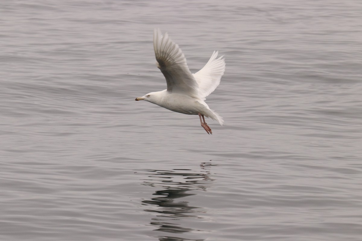 Glaucous Gull - Guy Anderson