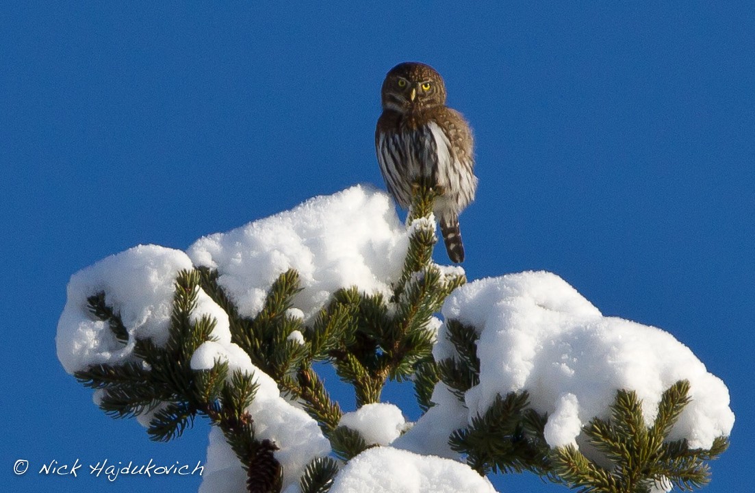 Northern Pygmy-Owl - Nick Hajdukovich