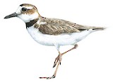 Wilson's Plover Illustration