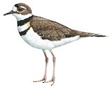 Killdeer Illustration