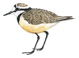 Madagascar Plover Illustration