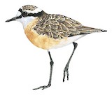 Kittlitz's Plover Illustration