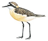 St. Helena Plover Illustration