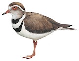 Three-banded Plover Illustration