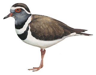 Thinornis tricollaris bifrontatus