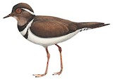 Forbes's Plover Illustration