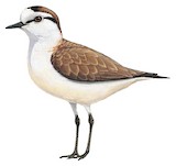 White-fronted Plover Illustration