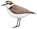 Kentish Plover Illustration