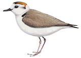 White-faced Plover Illustration