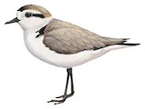 Snowy Plover Illustration