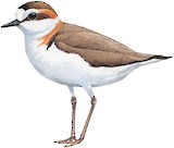 Javan Plover Illustration