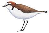 Red-capped Plover Illustration