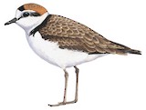 Malaysian Plover Illustration