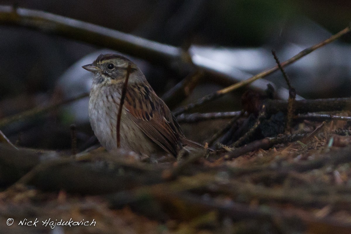 Swamp Sparrow - ML151496401